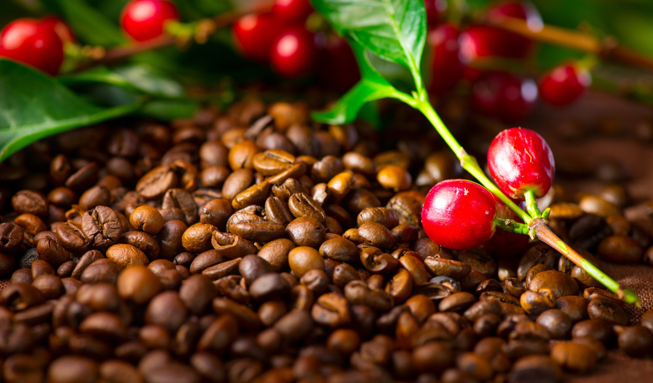 Fresh and Roasted Coffee Beans